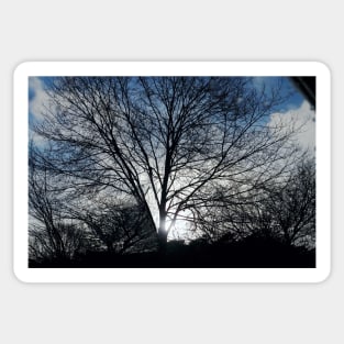 Tree in wintertime Sticker